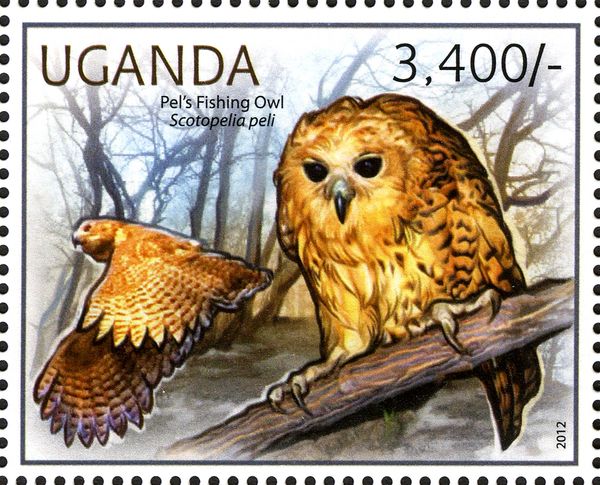 Pel's Fishing-owl (Scotopelia peli)