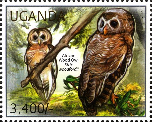 African Wood Owl (Strix woodfordii)