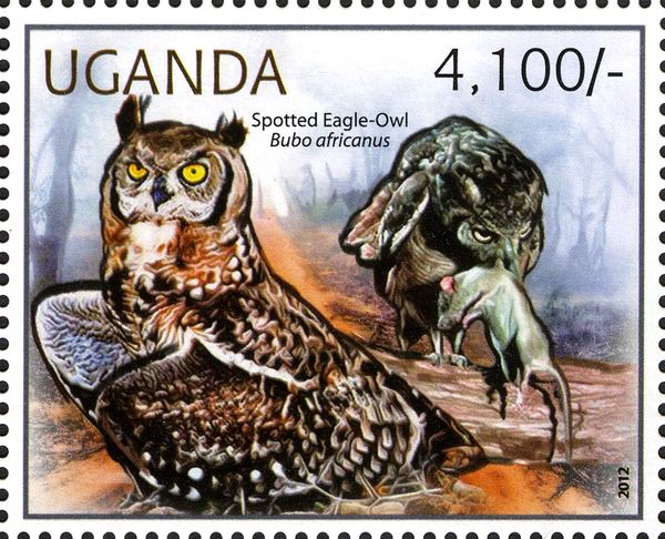 Spotted Eagle Owl (Bubo africanus)