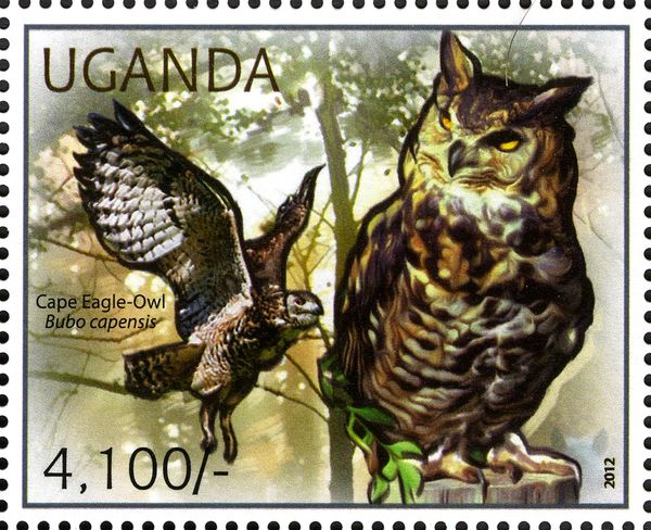 Cape Eagle-owl (Bubo capensis)