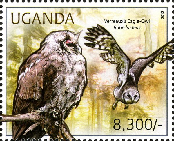 Verreaux's Eagle-Owl (Bubo lacteus)