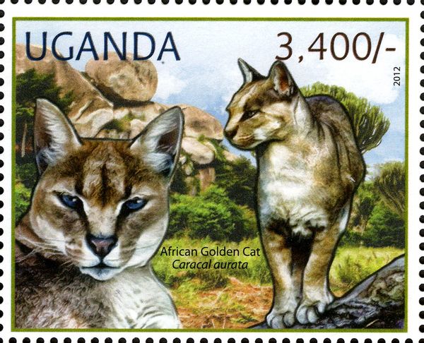 African Golden Cat (Profelis aurata)