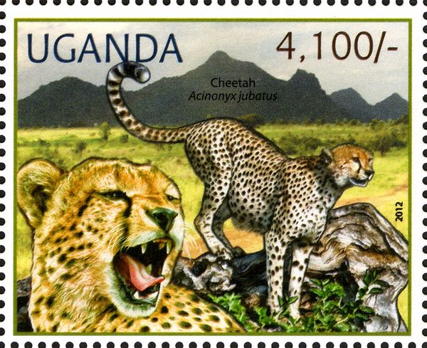 Cheetah (Acinonyx jubatus)