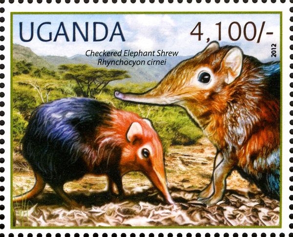 Checkered Elephant Shrew (Rhynchocyon cirnei)