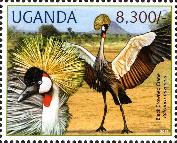 Black Crowned Crane (Balearica pavonina); see description