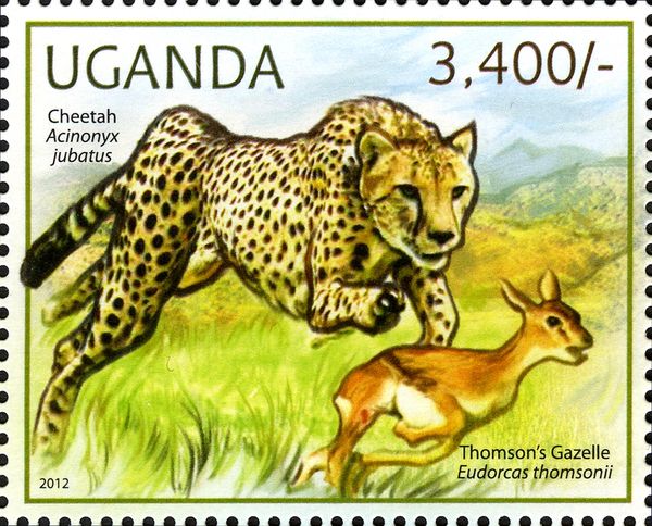 Cheetah (Acinonyx jubatus)