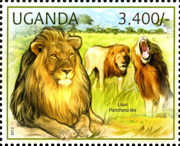 Lion (Panthera leo)