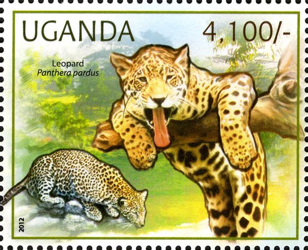 Leopard (Panthera pardus)
