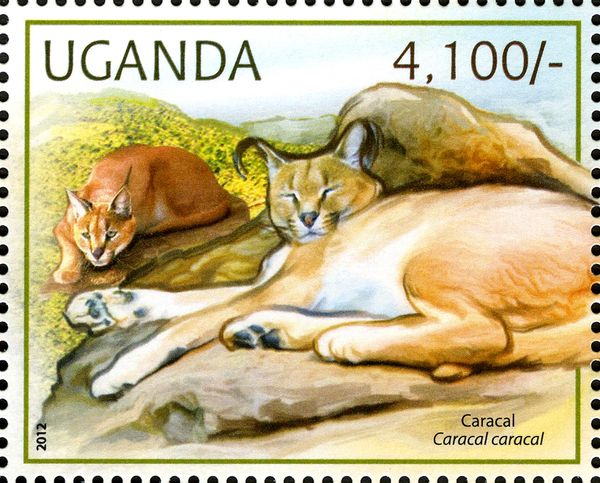 Caracal (Caracal caracal)