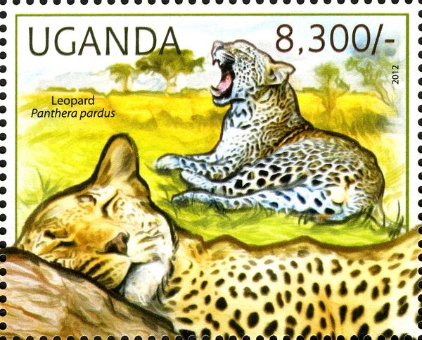 Leopard (Panthera pardus)