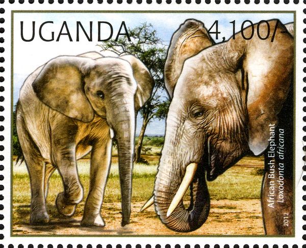 African Elephant (Loxodonta africana)