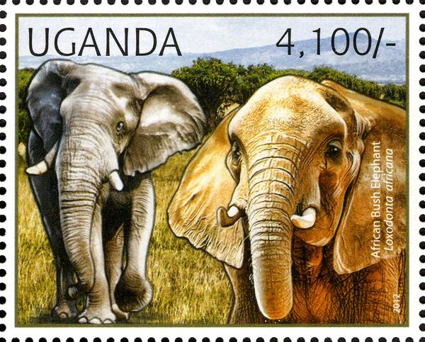 African Elephant (Loxodonta africana)