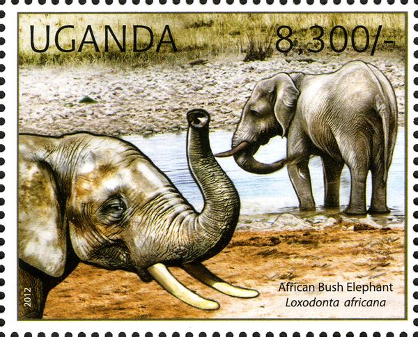African Elephant (Loxodonta africana)