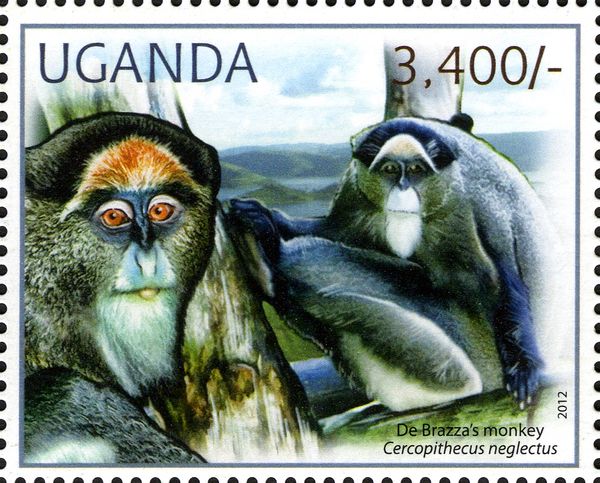 De Brazza's Monkey (Cercopithecus neglectus)