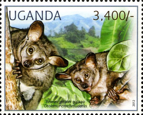 Brown Greater Galago (Otolemur crassicaudatus)