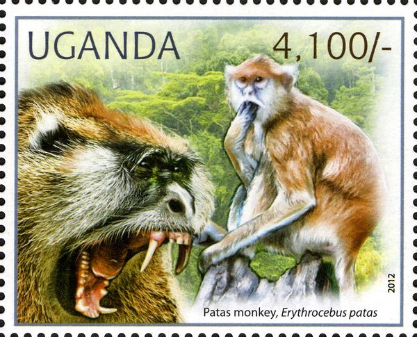 Common Paras Monkey (Erythrocebus patas)