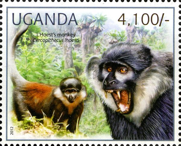 L'Hoest's Monkey (Cercopithecus lhoesti)