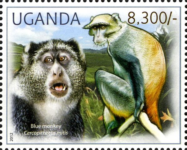 Blue Monkey (Cercopithecus mitis)