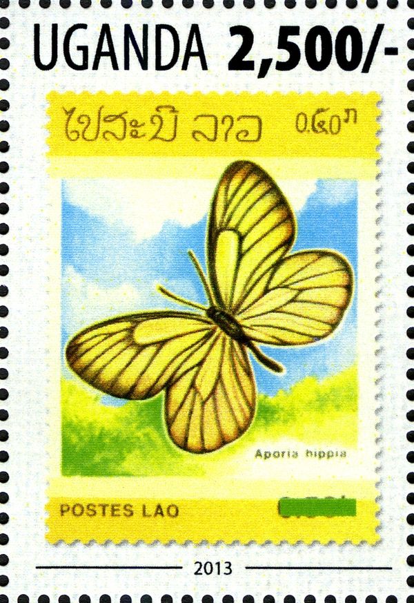 Butterfly (Aporia hippia)