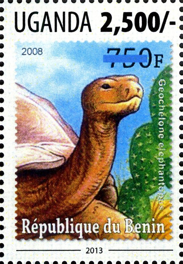 Galapagos Tortoise (Geochelone elephantopus)