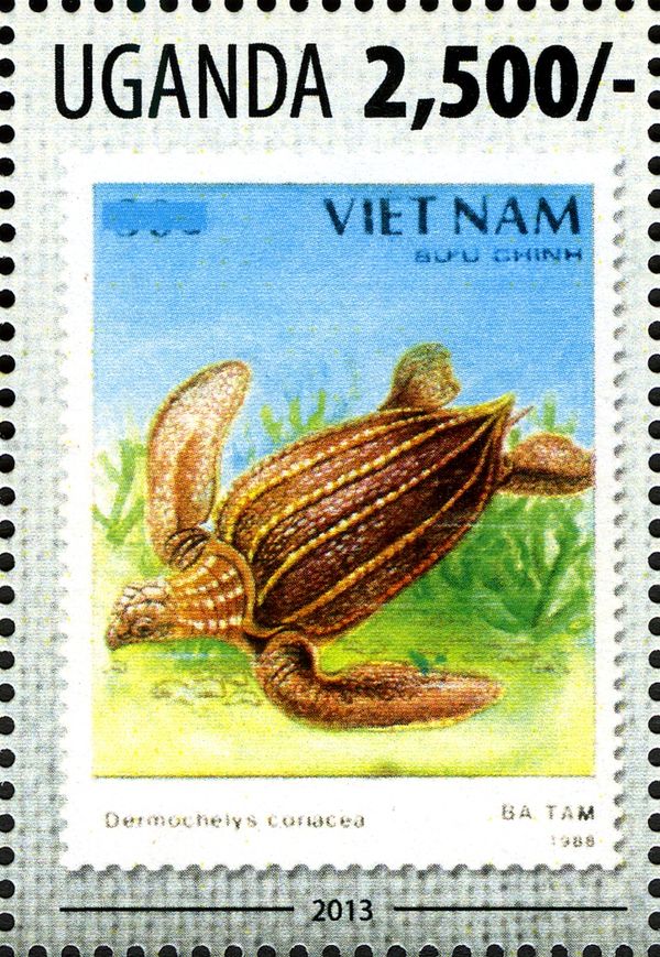 Leatherback Sea-Turtle (Dermochelys coriacea)