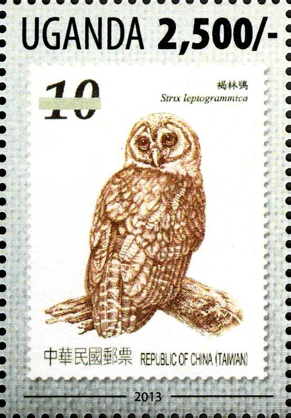 Brown Wood-Owl (Strix leptogrammica)