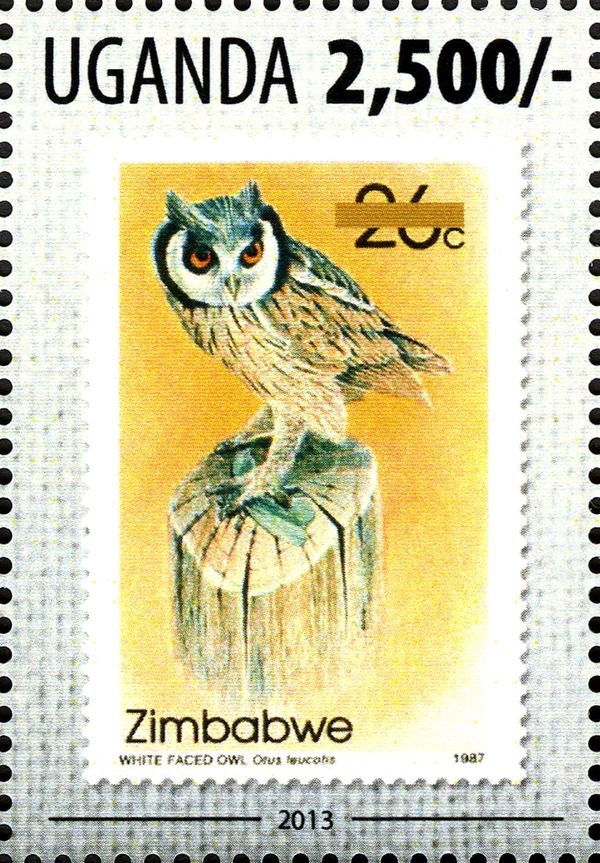 Northern White-faced Owl (Otus leucotis)