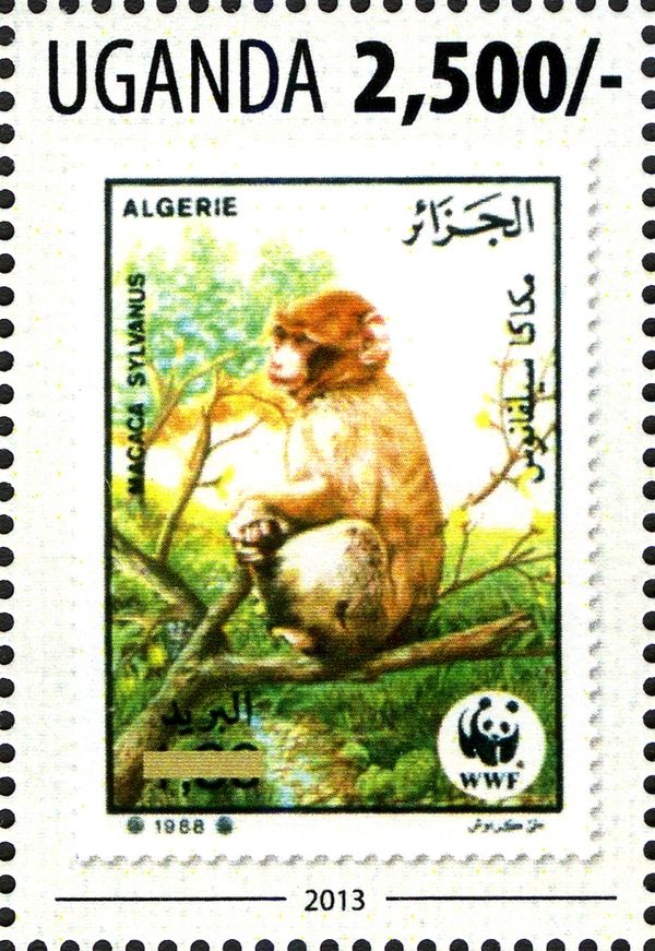 Barbary Macaque (Macaca sylvanus)