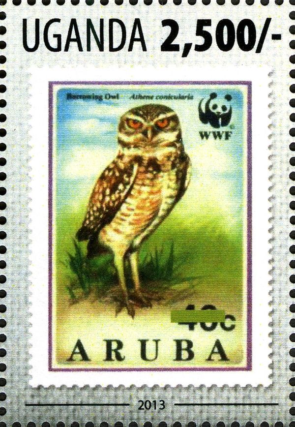 Burrowing Owl (Athene cunicularia)