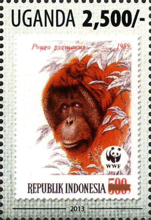 Bornean Orangutan (Pongo pygmaeus)