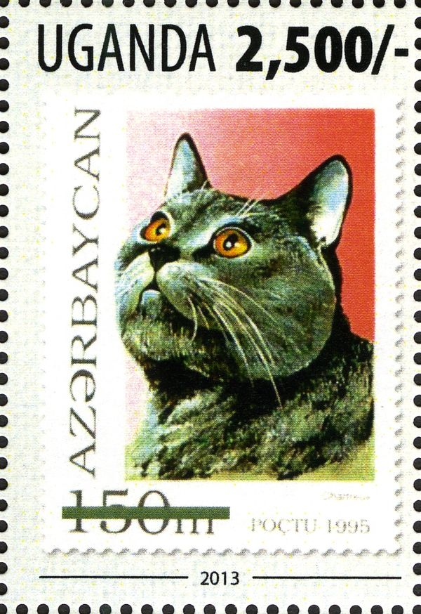 Carthusian Cat (Felis silvestris catus)