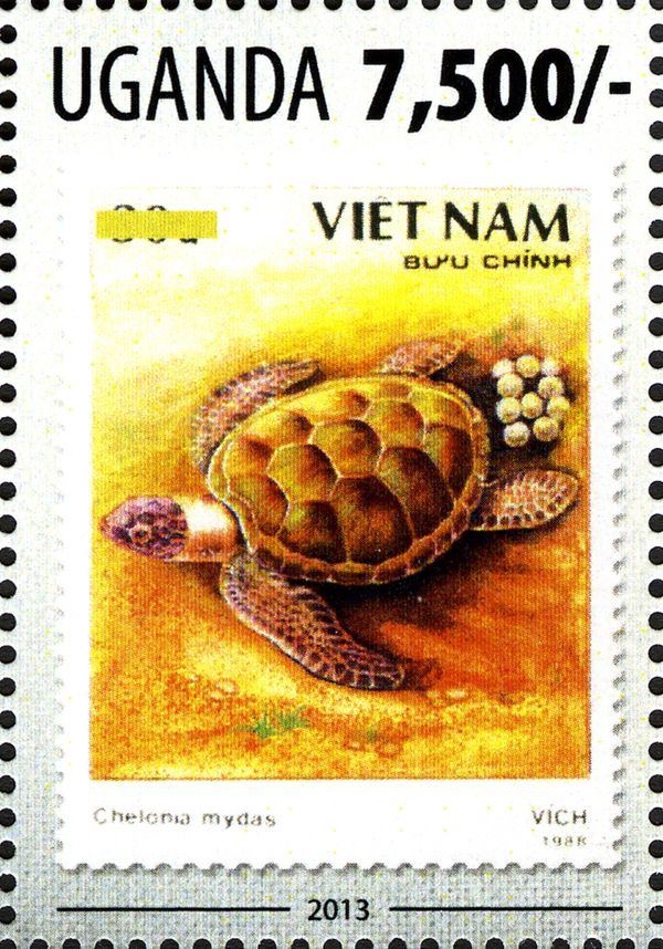 Green Sea Turtle (Chelonia mydas)