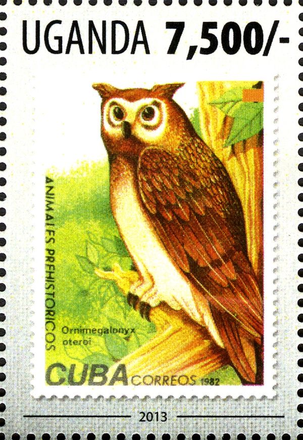 Cuban Giant Owl (Ornimegalonix oteroi)