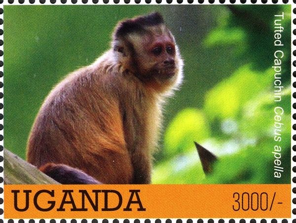 Tufted Capuchin (Cebus apella)