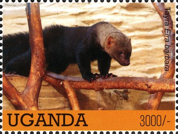 Tayra (Eira barbara)