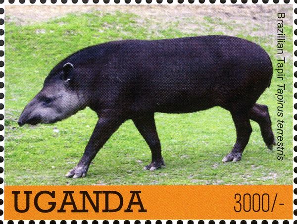 Lowland Tapir (Tapirus terrestris)
