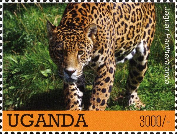 Jaguar (Panthera onca)