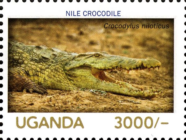 Nile Crocodile (Crocodylus niloticus)