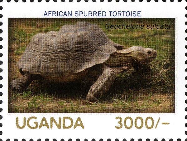 African Spurred Tortoise (Geochelone sulcata)