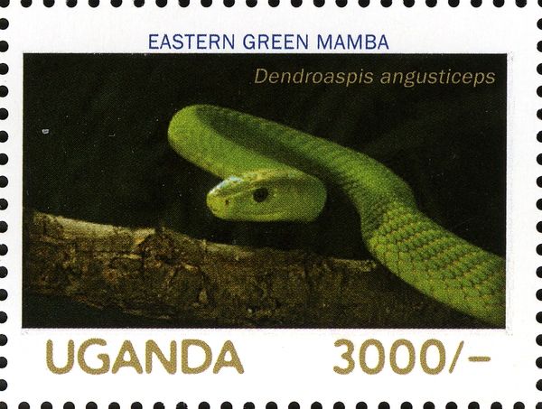 Eastern Green Mamba (Dendroaspis angusticeps)