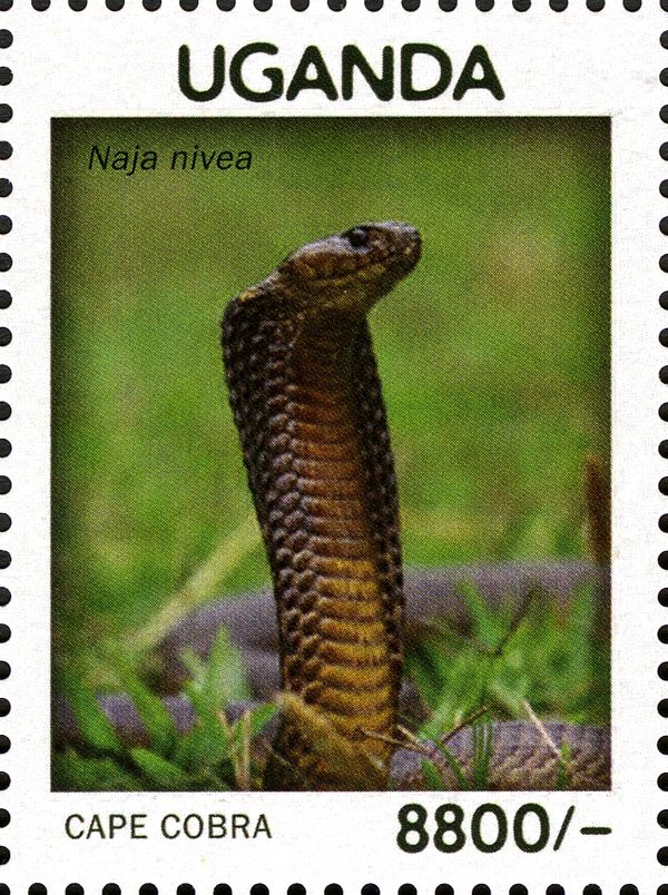 Cape Cobra (Naja nivea)