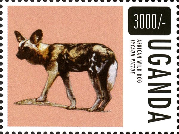 African Wild Dog (Lycaon pictus)