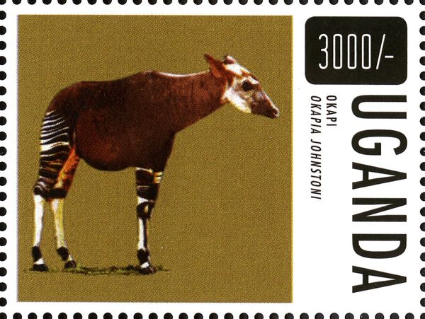 Okapi (Okapia johnstono)