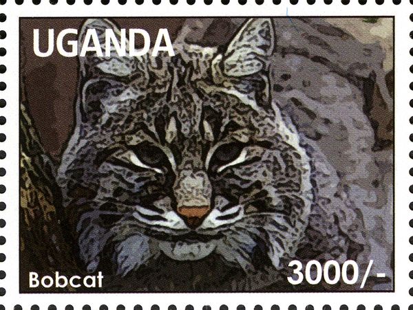 Bobcat (Lynx rufus)