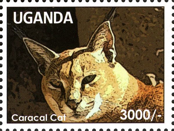 Caracal (Caracal caracal)