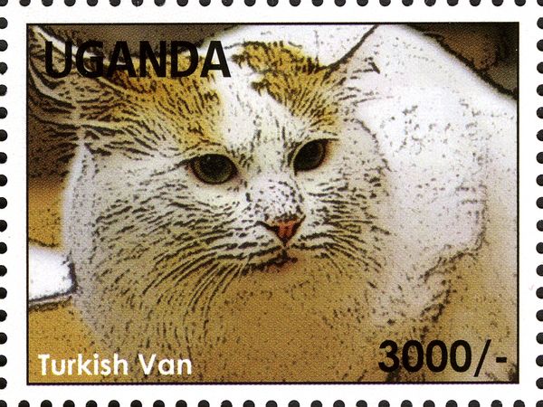 Turkish Van (Felis silvestris catus)