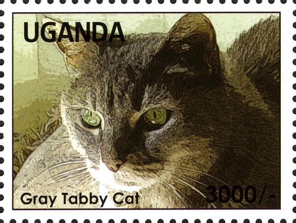 Gray Tabby Cat (Felis silvestris catus)