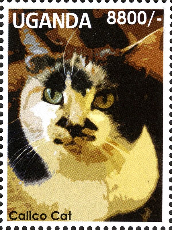 Calico Cat (Felis silvestris catus)