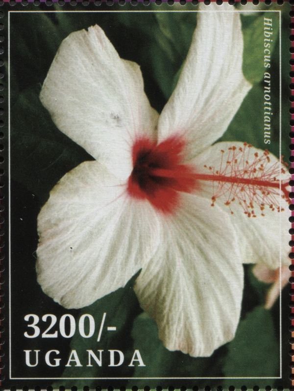 Hibiscus arnottianus