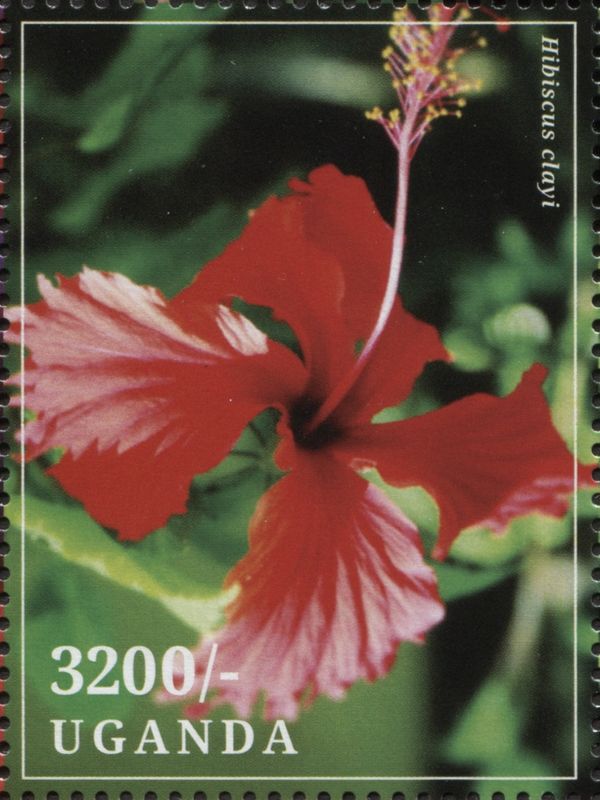 Hibiscus clayi
